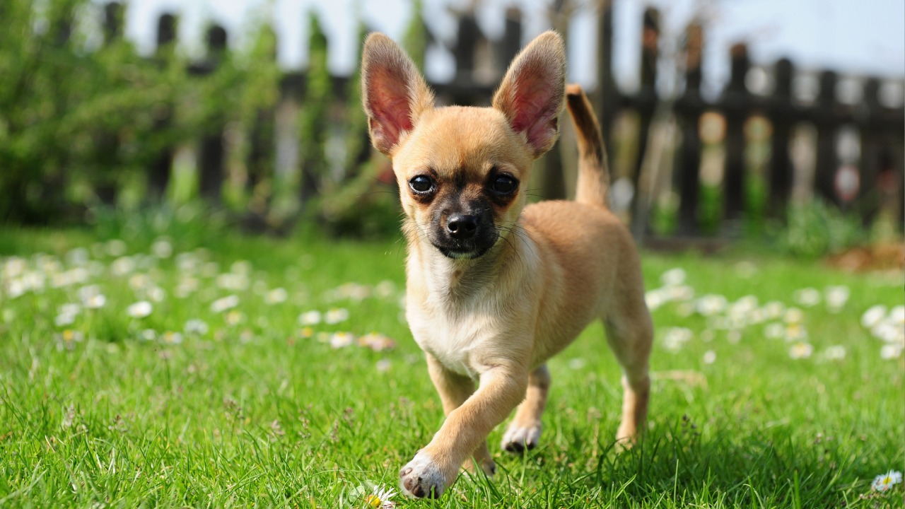 5 tiny and adorable dog breeds that shed less