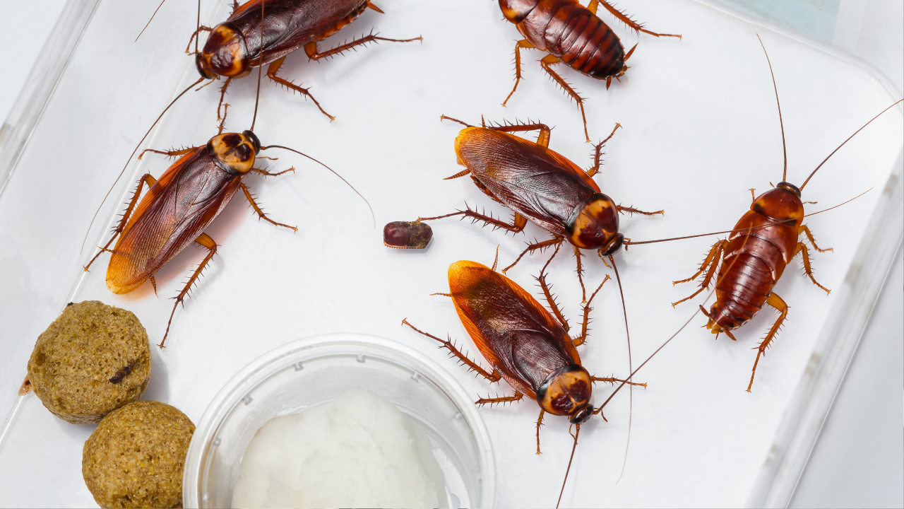 Want to get rid of cockroaches from home? 5 simple remedies to keep the roaches away and prevent infection