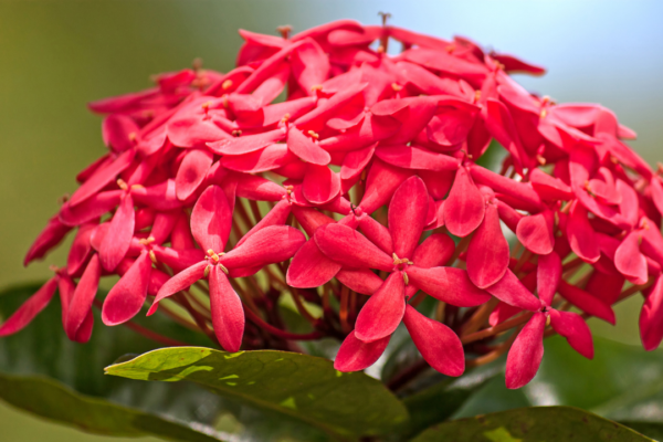 How to grow butterfly-friendly native plants in Indian city home gardens