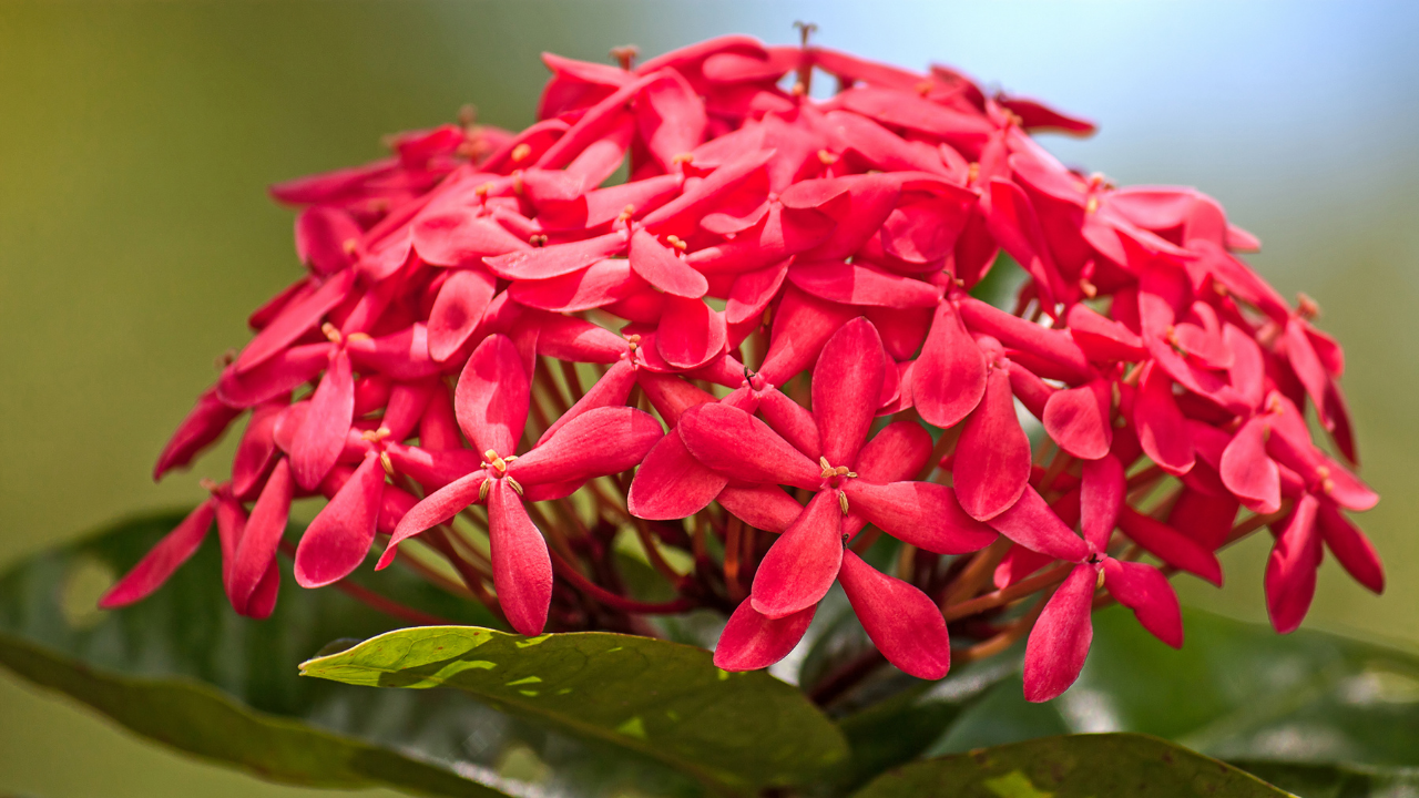 How to grow butterfly-friendly native plants in Indian city home gardens