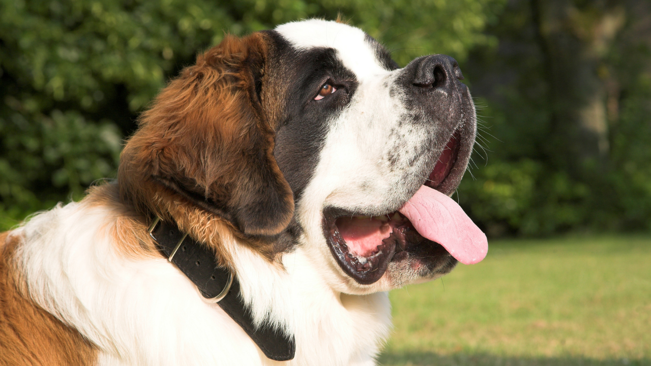 5 adorable pet dog breeds that grow tall and large