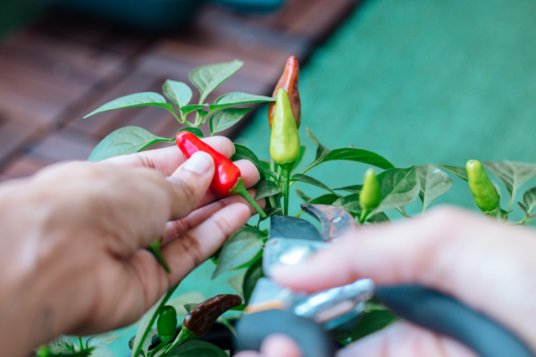 How to grow chillies in grow bags for maximum harvest
