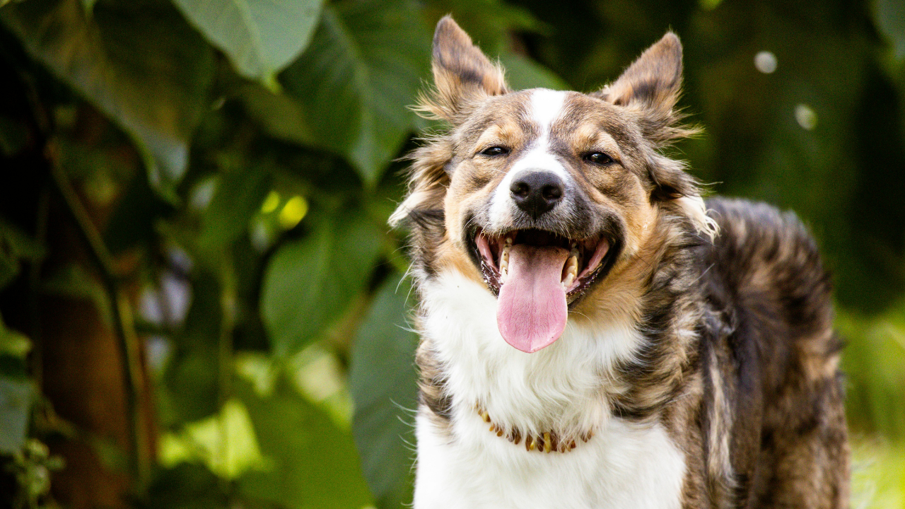 5 common signs that your dog is in pain (and what to do about it)