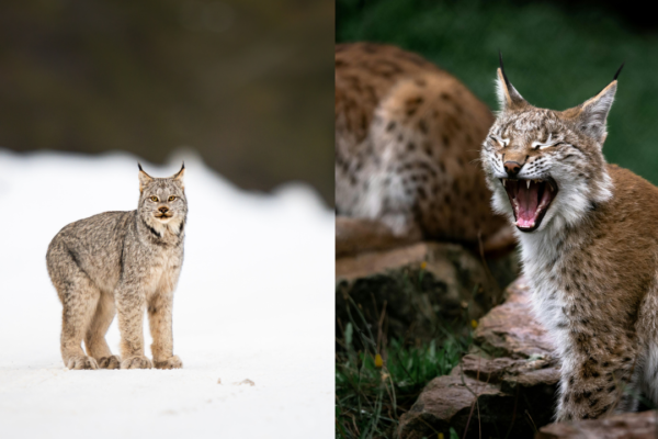Can you actually tell the difference between two similar-looking cats?