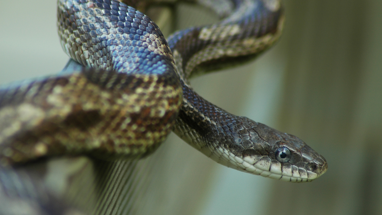 5 most alluring grey snakes in the world