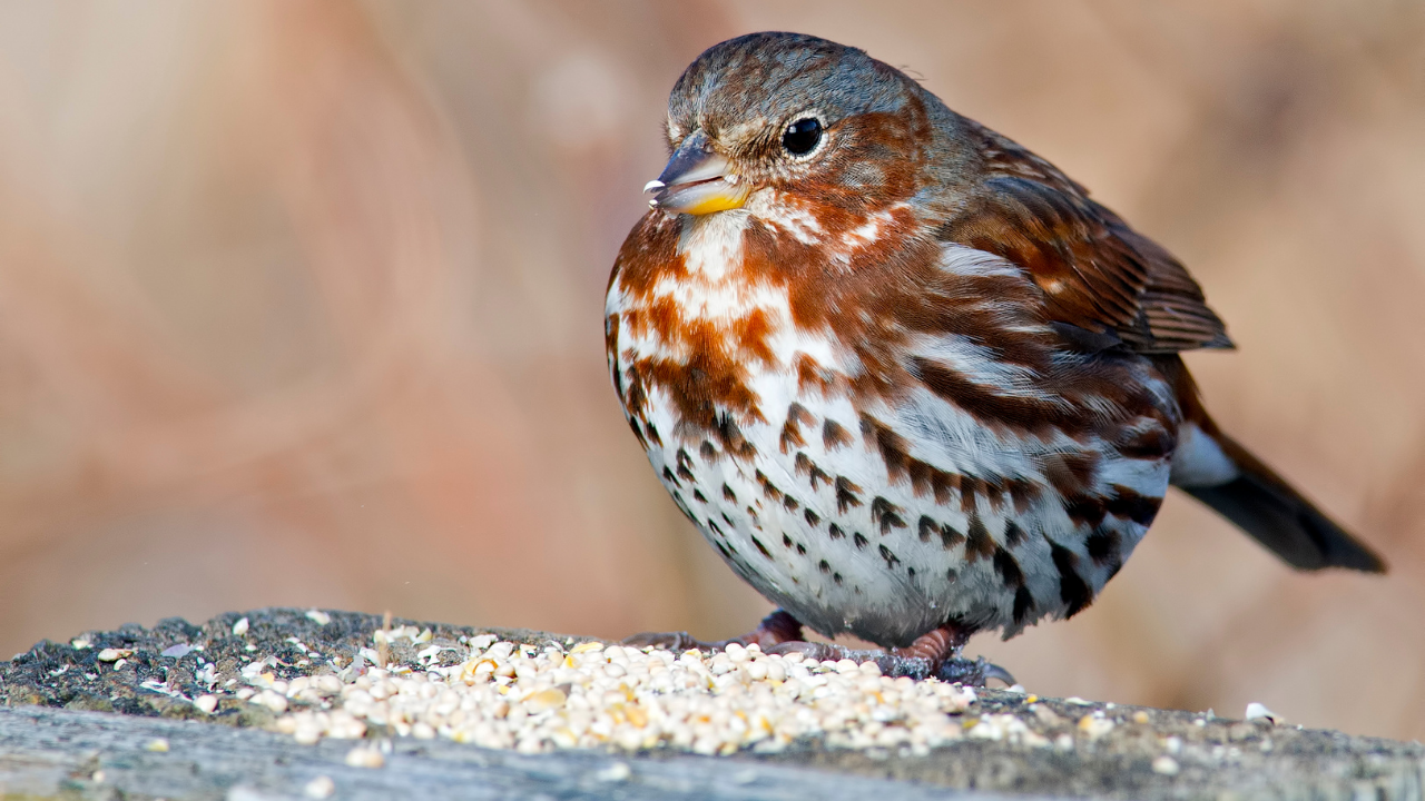 5 eye-catching sparrow birds every nature lover should know
