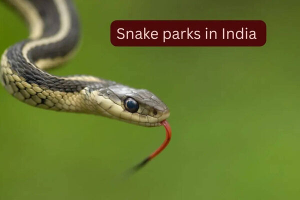 5 snake parks in India where travellers can spot rare and venomous species and how to reach them