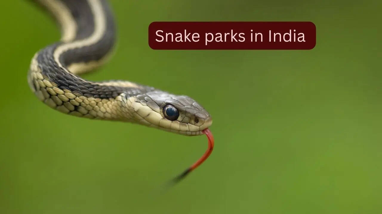 5 snake parks in India where travellers can spot rare and venomous species and how to reach them