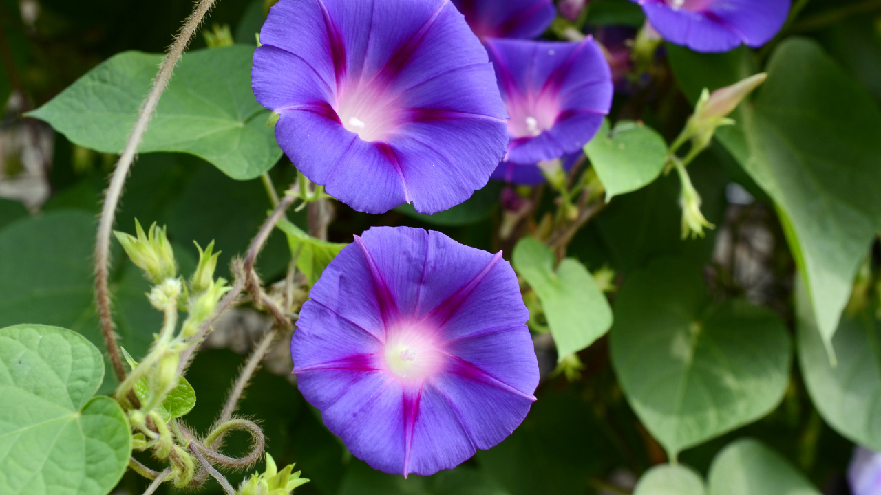 5 most attractive and colourful flowering vines that add charm to your home