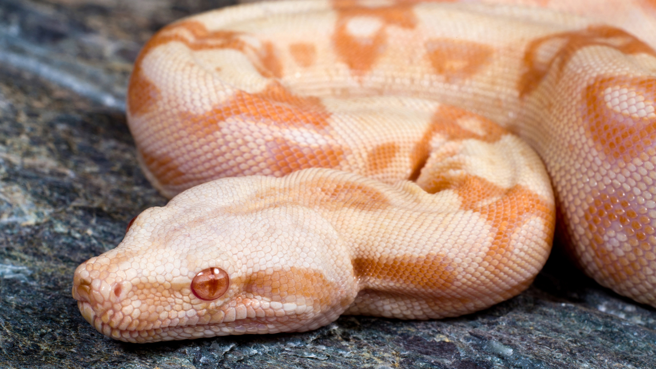 5 most amazing pink snakes found across the world
