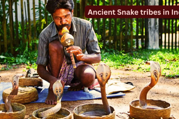 Famous snake tribes of India and why they fascinate travellers from the world over