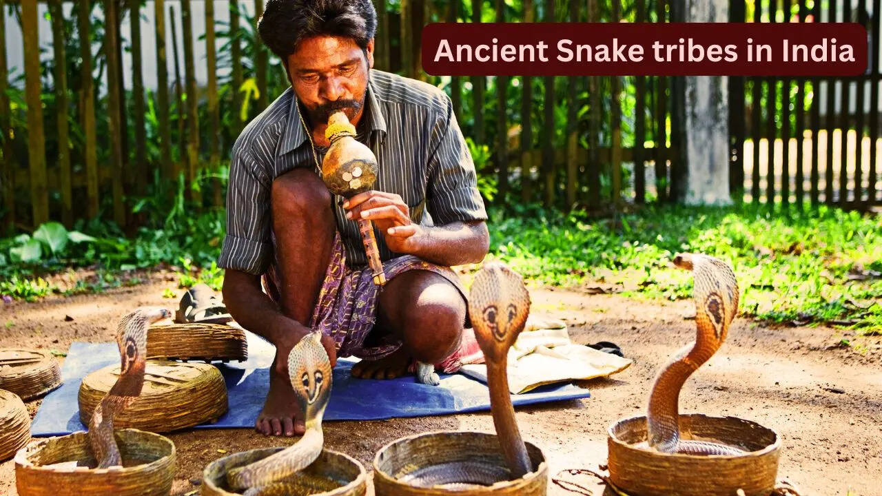 Famous snake tribes of India and why they fascinate travellers from the world over