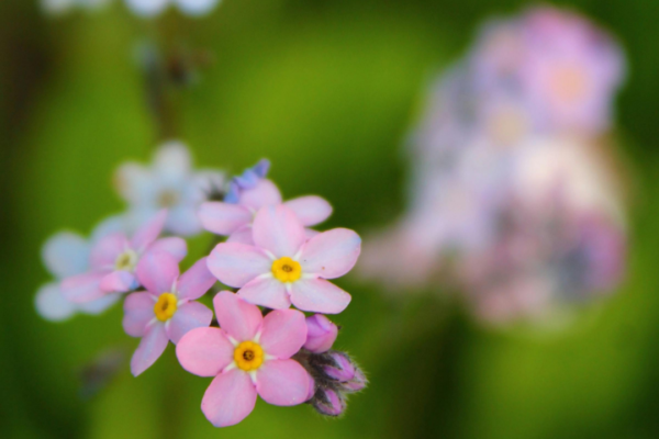 5 most beautiful Forget- me- not varieties to add colour to your garden