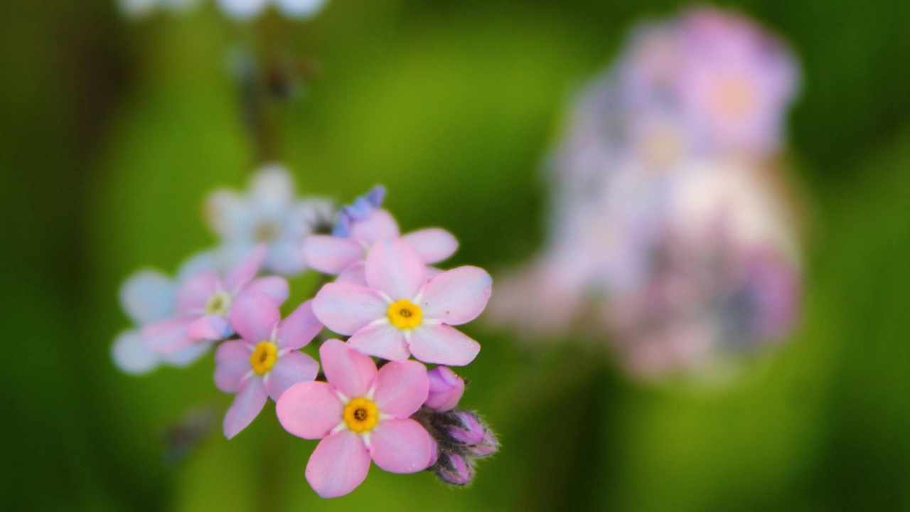 5 most beautiful Forget- me- not varieties to add colour to your garden