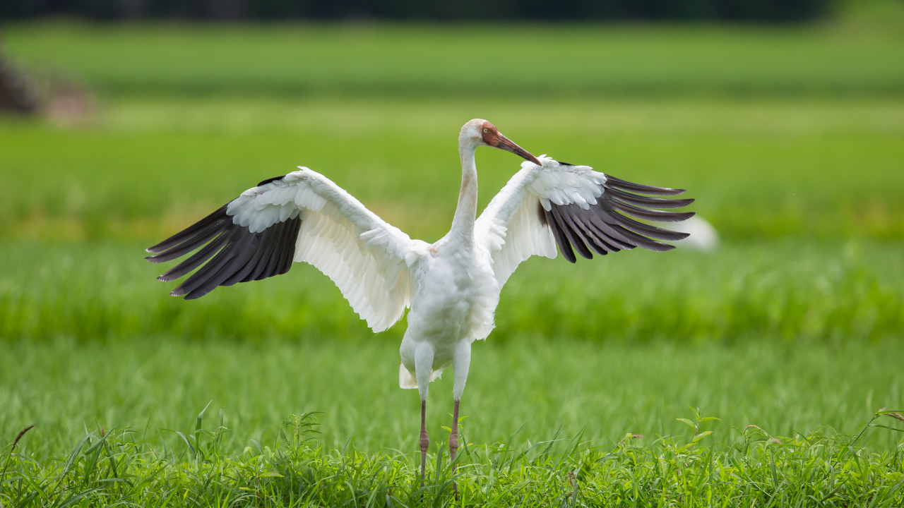 6 stunning birds that migrate to India