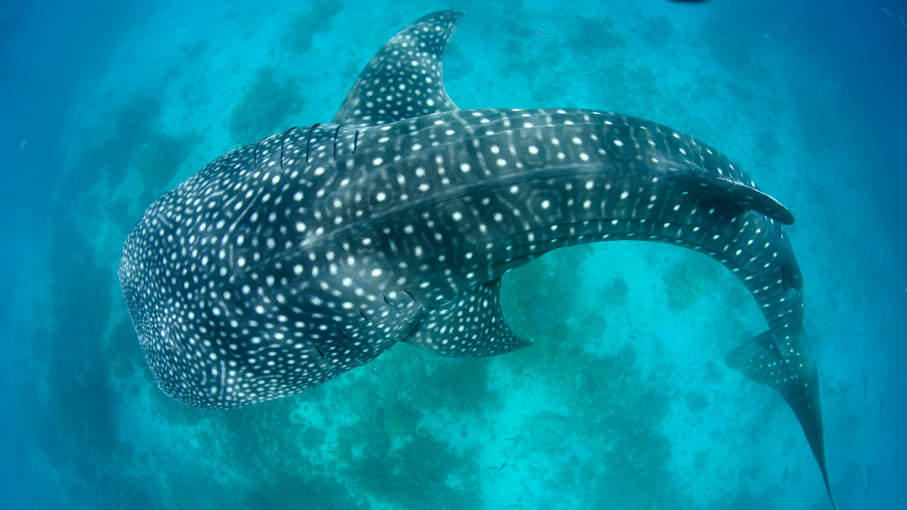5 giant fish that rule the ocean