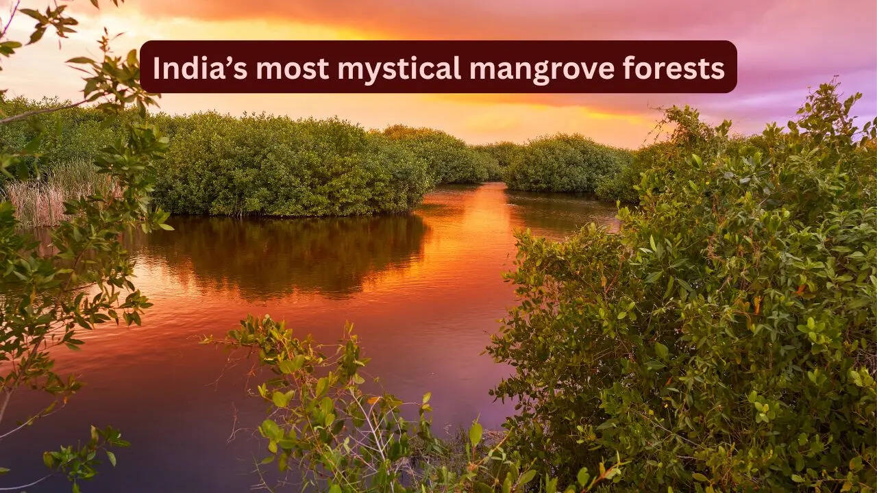 India’s most mystical and lesser-known mangrove forests travellers rarely talk about