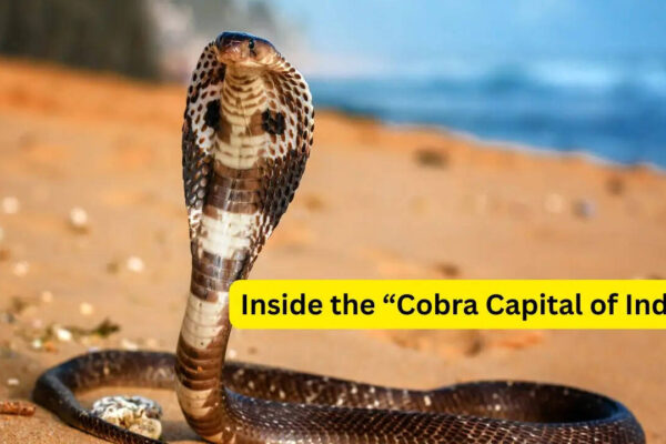 Visiting the “Cobra Capital of India”; what travellers need to know about the home of the world’s longest venomous snake