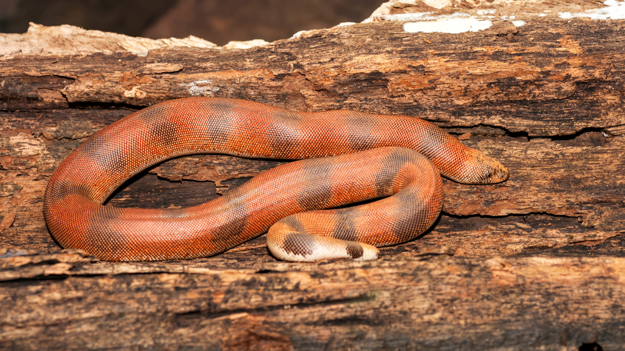 5 amazing red snakes found in India