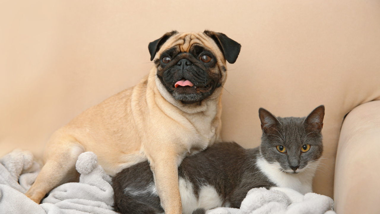 4 dog breeds that might get along well with cats
