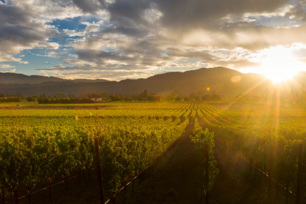 India’s hidden wine regions beyond Nashik