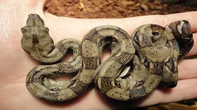 Not all snakes slither: Scientists explain the strange straight-line movement of some species |