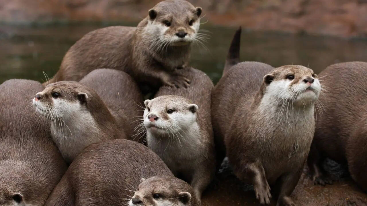 5 rare wild animals you can spot in national parks of the USA |