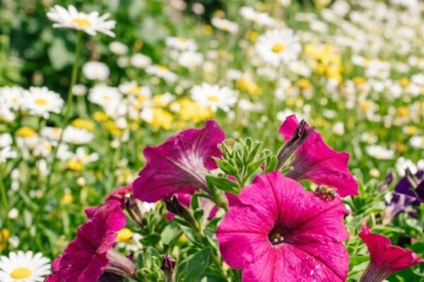 Plant these two stunning flowers in may and watch butterflies flock all summer |