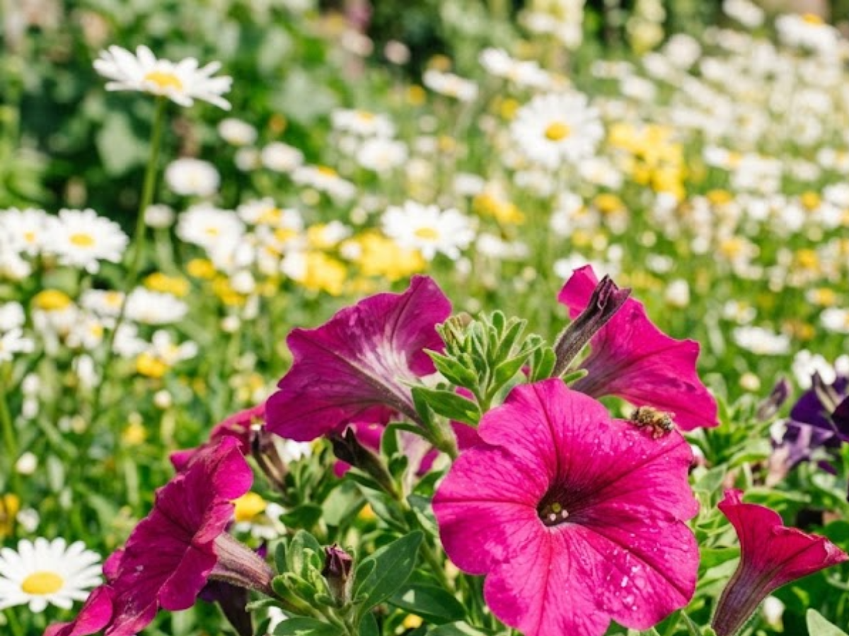 Plant these two stunning flowers in may and watch butterflies flock all summer |