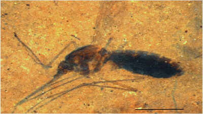 Biological gold: The 46-million-year-old mosquito caught red-handed with a belly full of blood |