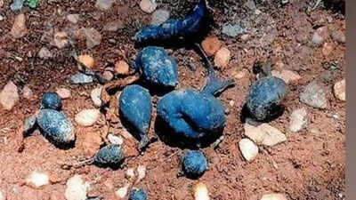Rare ‘Earth Mango’ found in Kerala: The hidden fungus locals call Nilamanga has returned again |