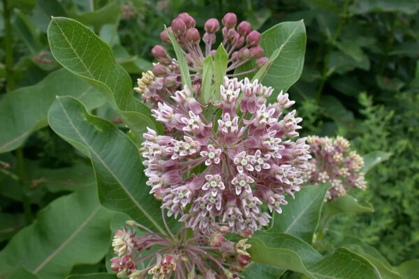 The 'one of everything' mistake that makes your pollinator garden look messy |