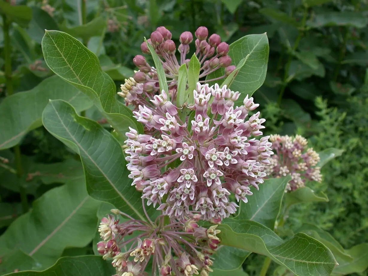 The 'one of everything' mistake that makes your pollinator garden look messy |