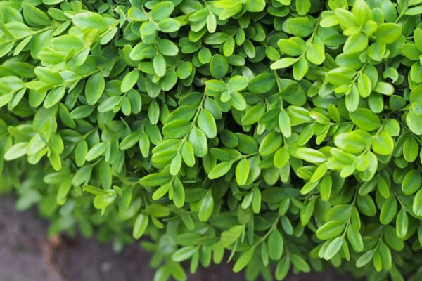 These 5 evergreen shrubs make front entry beds look expensive all year |