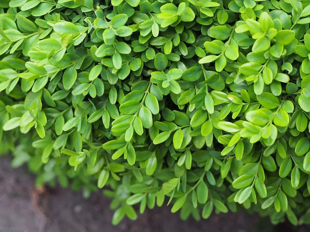 These 5 evergreen shrubs make front entry beds look expensive all year |