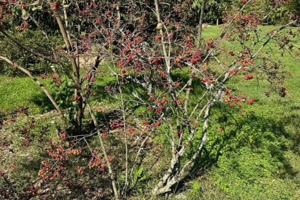 The front yard shrub trick that makes landscaping look good even after summer flowers fade |