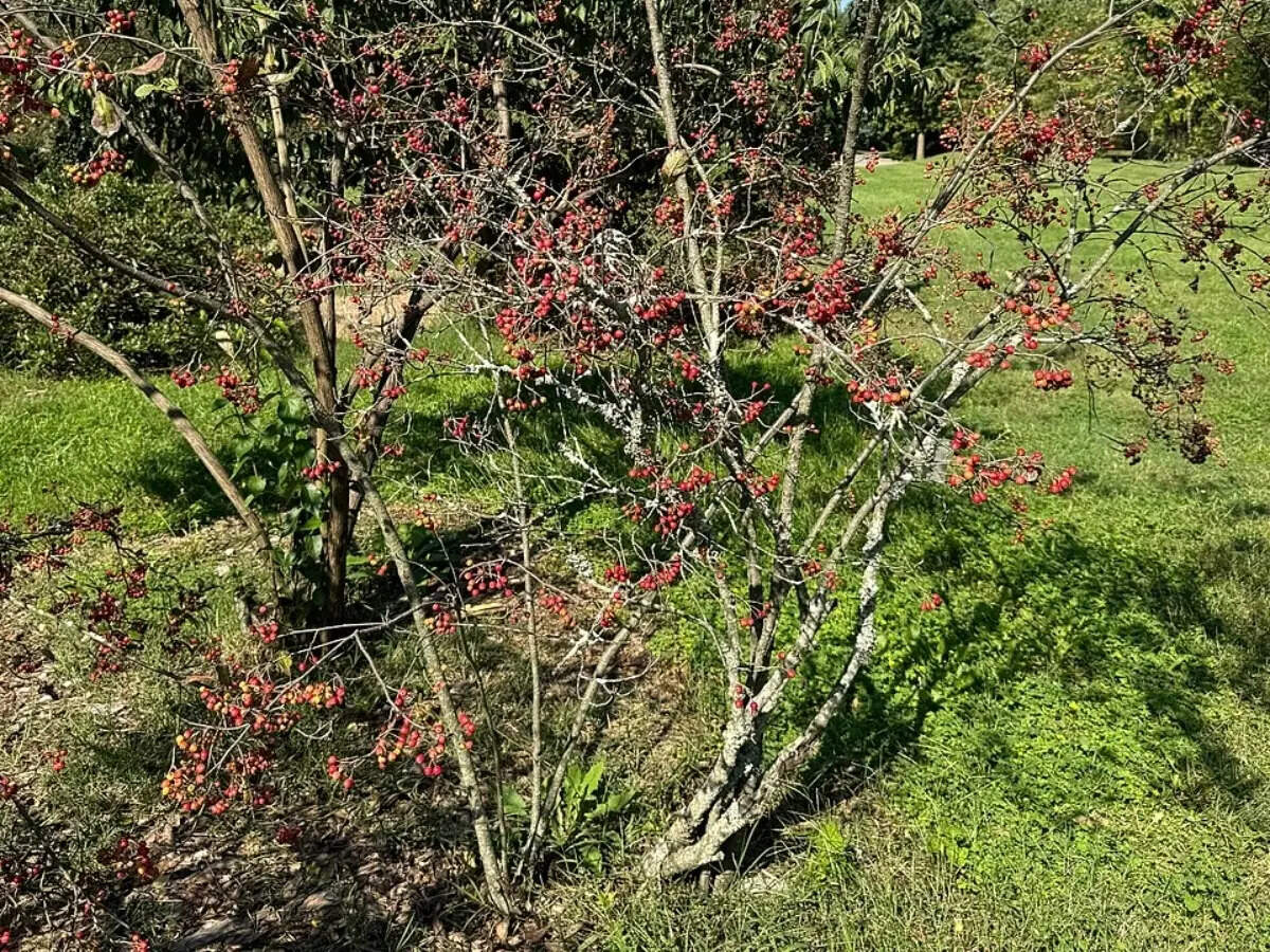 The front yard shrub trick that makes landscaping look good even after summer flowers fade |