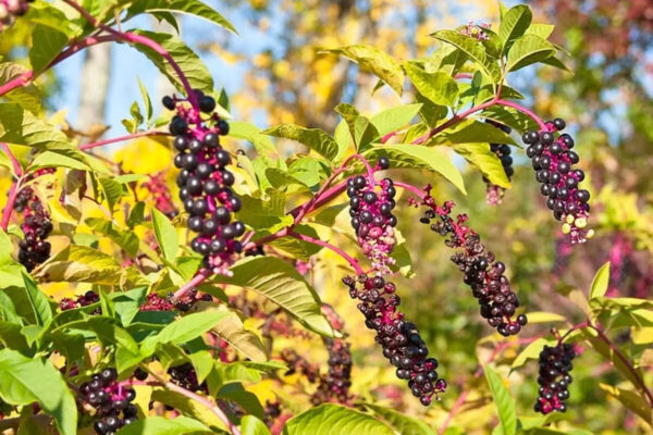 7 native plants that keep your front yard neat and pollinator-friendly |