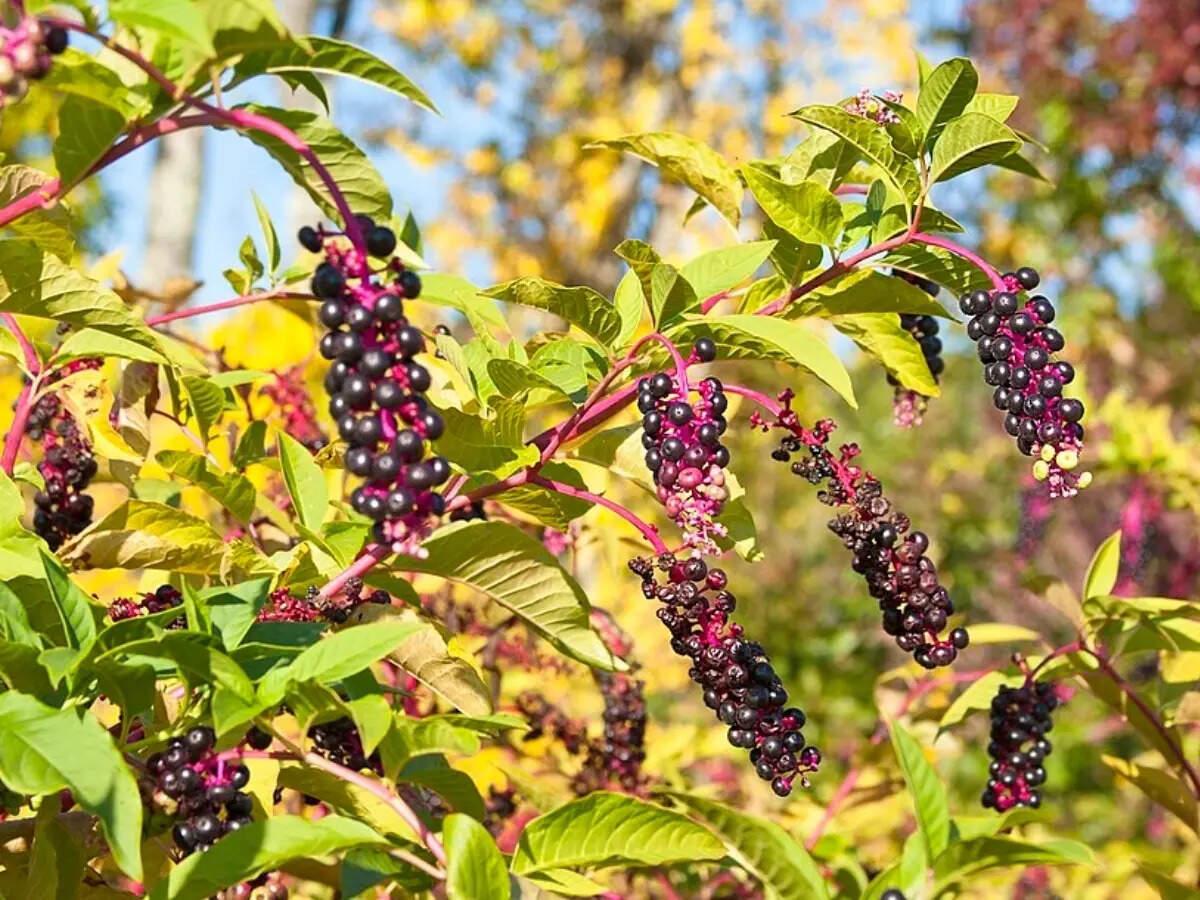 7 native plants that keep your front yard neat and pollinator-friendly |