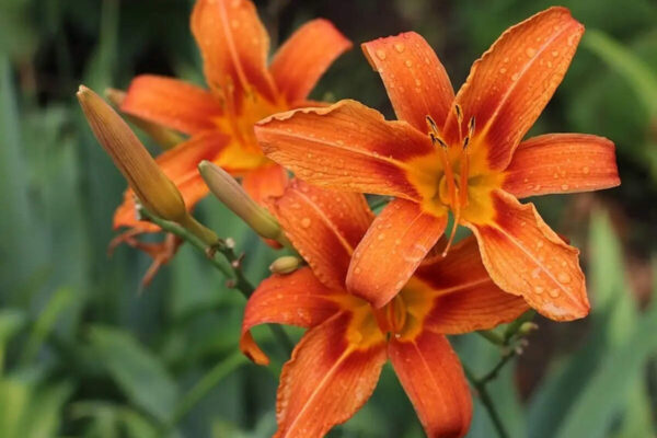 These low-water plants make sunny sidewalk strips look expensive with less watering |