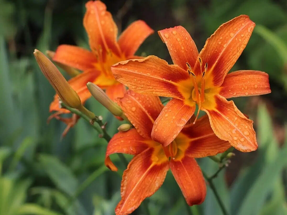 These low-water plants make sunny sidewalk strips look expensive with less watering |