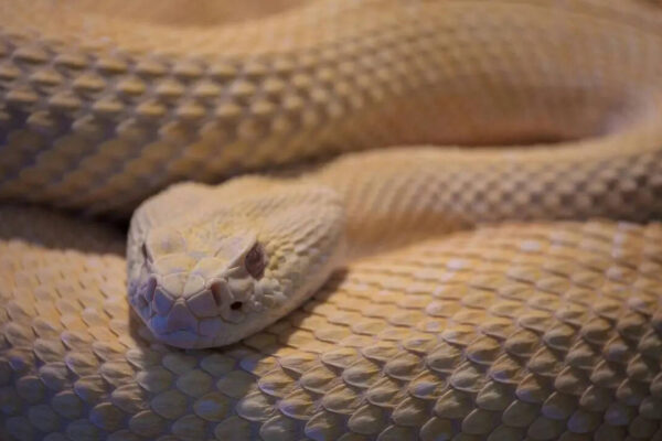 Top 5 snake-filled waters in New York: From Lake Champlain to Oneida Lake |