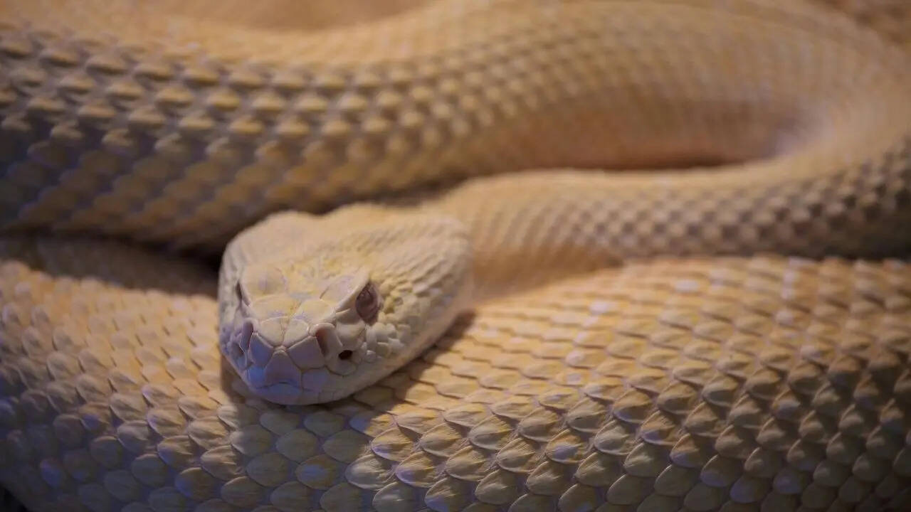 Top 5 snake-filled waters in New York: From Lake Champlain to Oneida Lake |