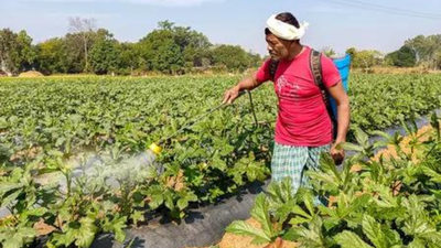 Domestic Urea Production: Monthly domestic urea output back to last year’s levels