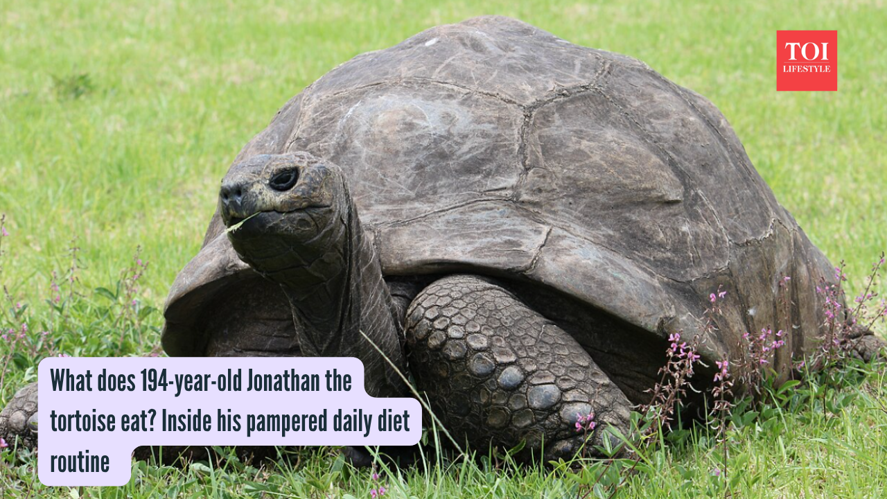 Jonathan The Tortoise Diet: What does 194-year-old Jonathan the tortoise eat? Inside his pampered daily diet routine