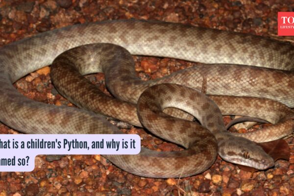 What is a children's Python, and why is it named so? |
