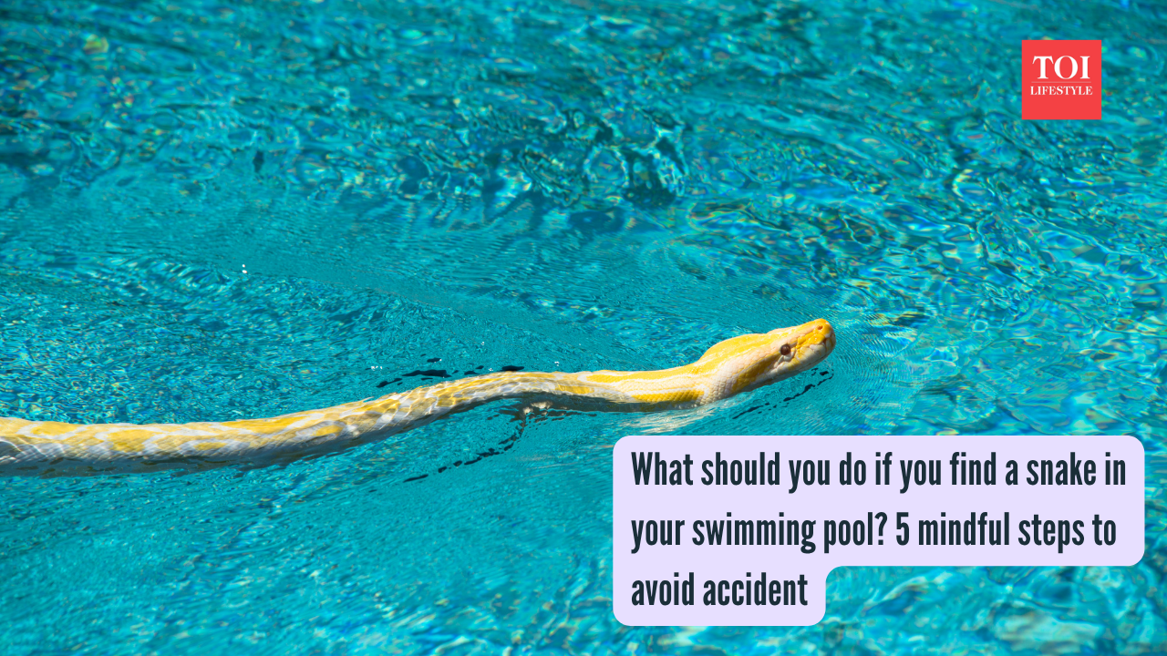 What should you do if you find a snake in your swimming pool? 5 mindful steps to avoid accident