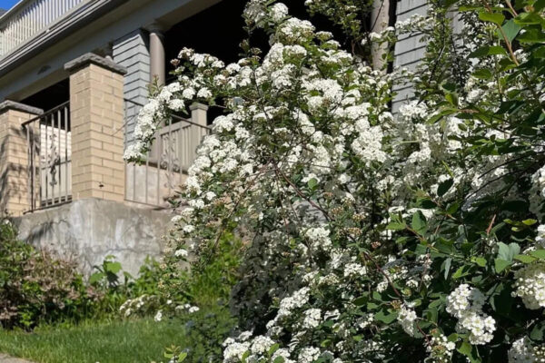 7 flowering shrubs that keep front yards looking bright even after summer blooms fade |