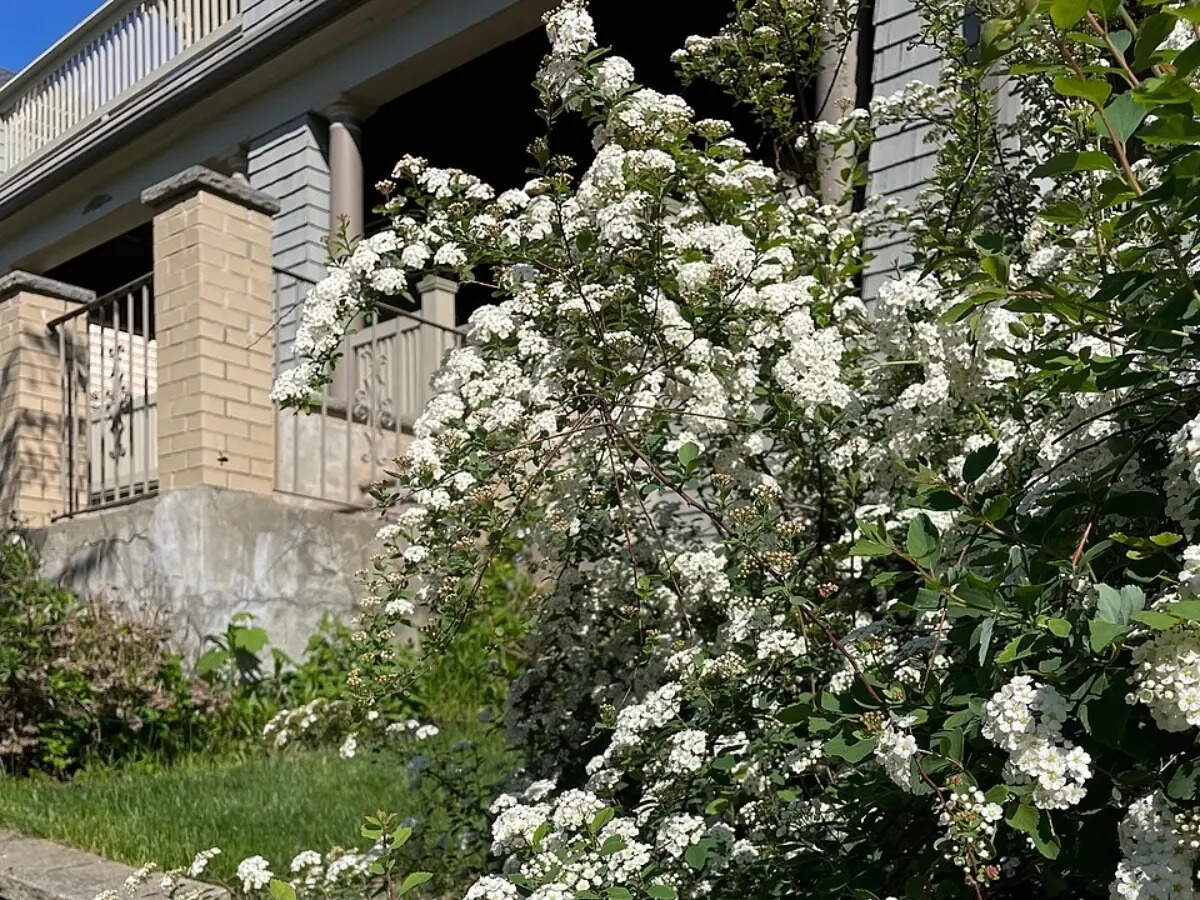 7 flowering shrubs that keep front yards looking bright even after summer blooms fade |