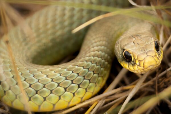 Seven Indian grasslands where non‑venomous snakes thrive: Rare species and their habitats |
